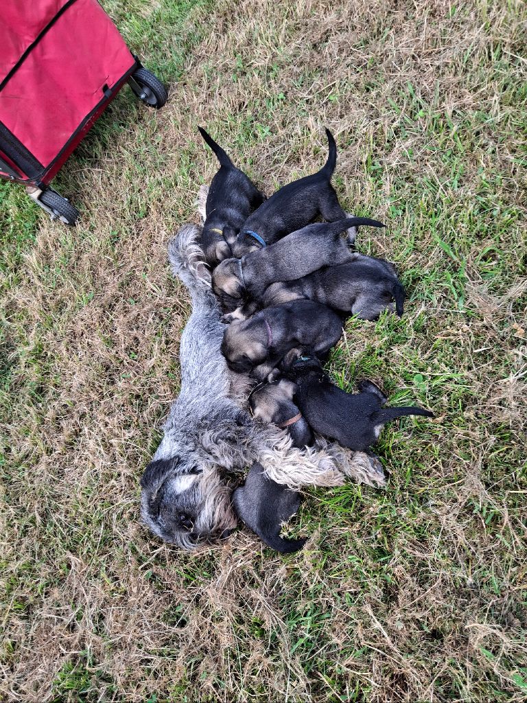 Naissance de 8 chiots