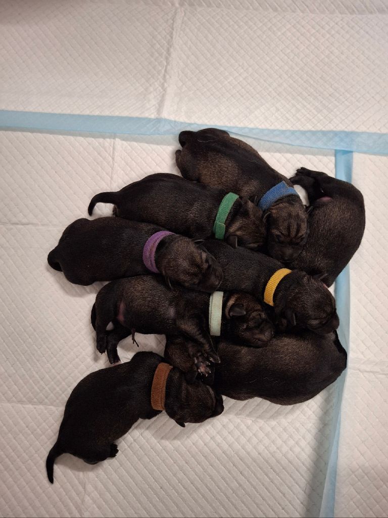 Naissance de 8 chiots