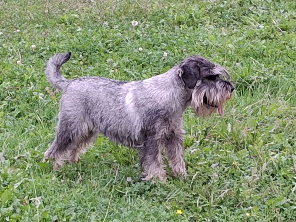 Tinka des Xarmanki de Faldaracon