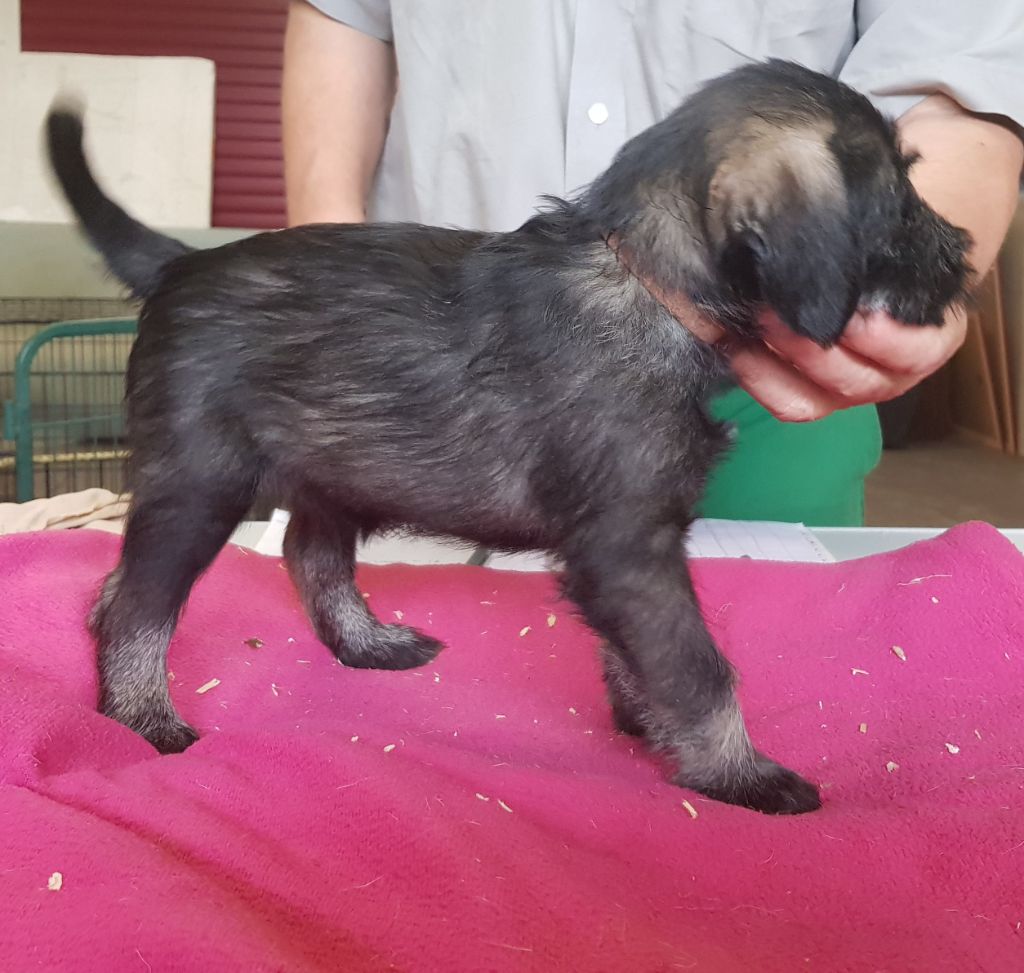 CHIOT